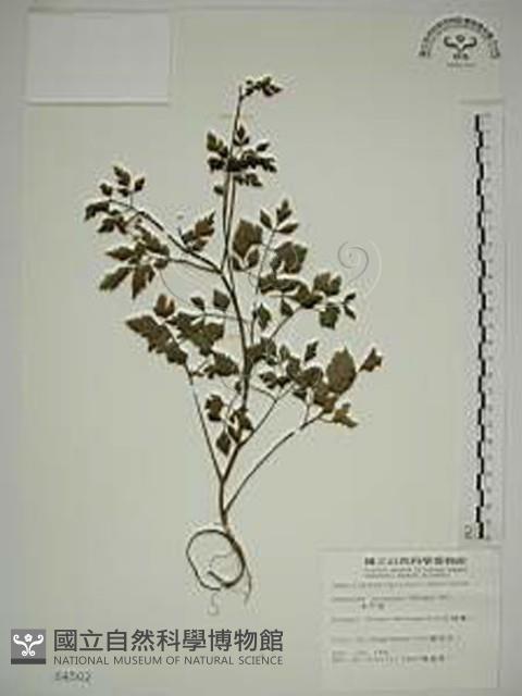 水芹菜藏品圖，第1張