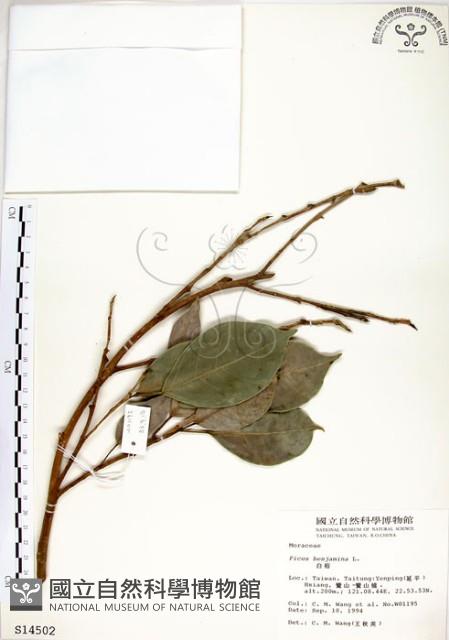 白榕、垂榕藏品圖，第1張