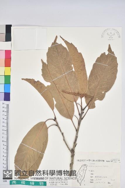 大葉石櫟、大葉校栗藏品圖，第1張