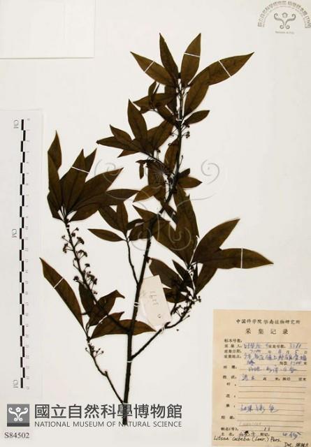 山胡椒藏品圖，第1張