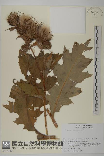 登錄號:S113502藏品圖，第1張