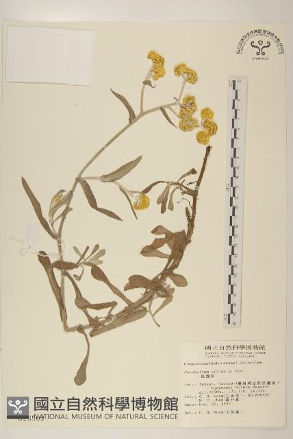 鼠麴草藏品圖，第1張