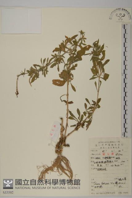 蠅子草藏品圖，第1張