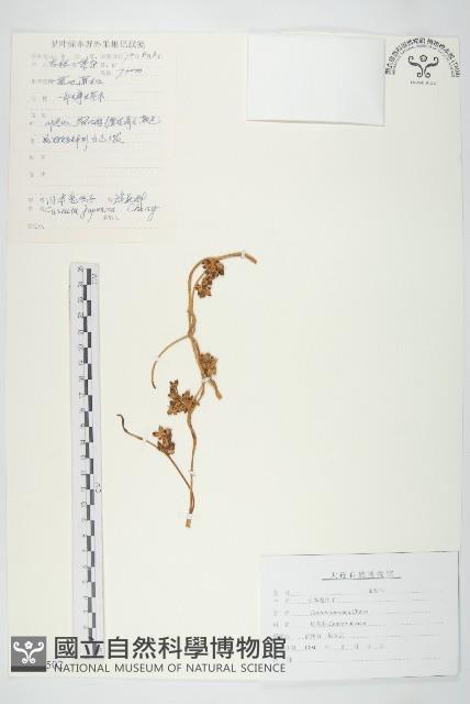 日本菟絲子藏品圖，第1張