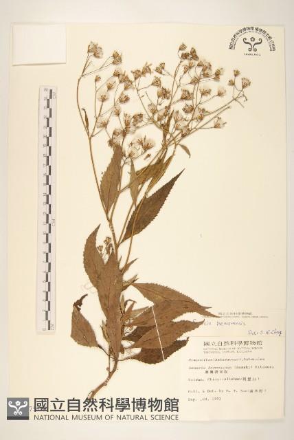 黃菀藏品圖，第1張