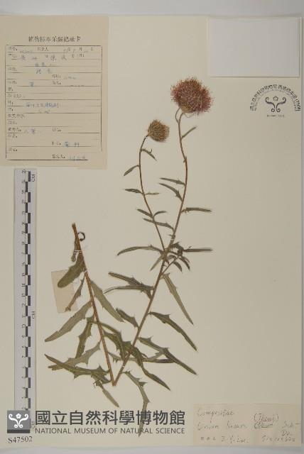 華薊藏品圖，第1張