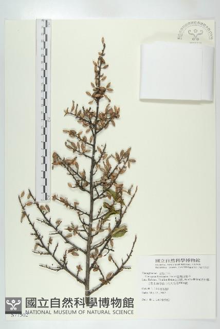 臺灣胡頹子藏品圖，第1張