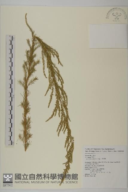 茵蔯蒿藏品圖，第1張