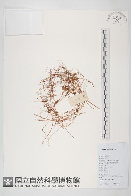 中國菟絲子藏品圖，第1張