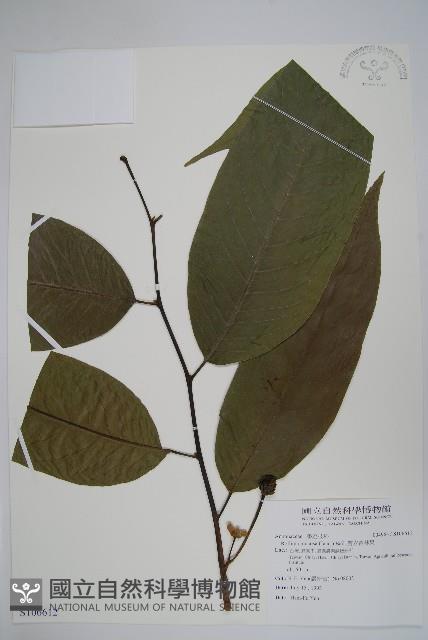 瓣立羅林果藏品圖，第1張