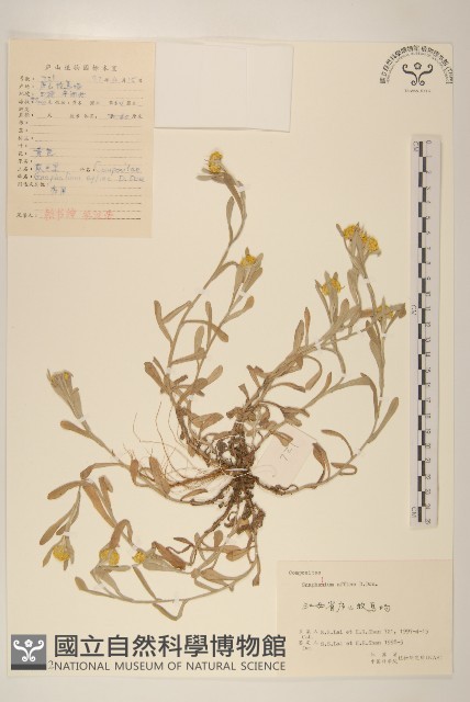 鼠麴草藏品圖，第1張