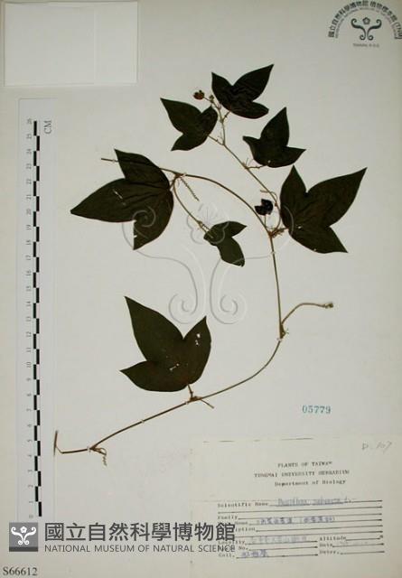 三角葉西番蓮藏品圖，第1張