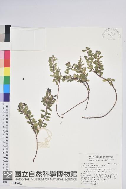 高山白珠樹藏品圖，第1張