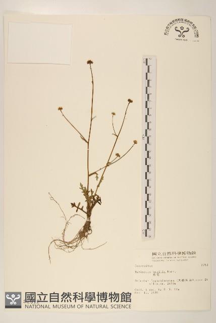 矮菊藏品圖，第1張