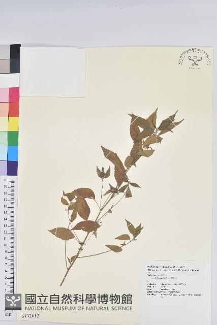 鐵莧菜藏品圖，第1張