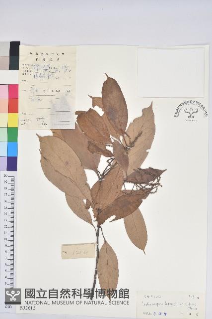 橿葉柯藏品圖，第1張