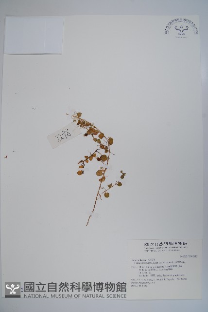 普剌特草藏品圖，第1張