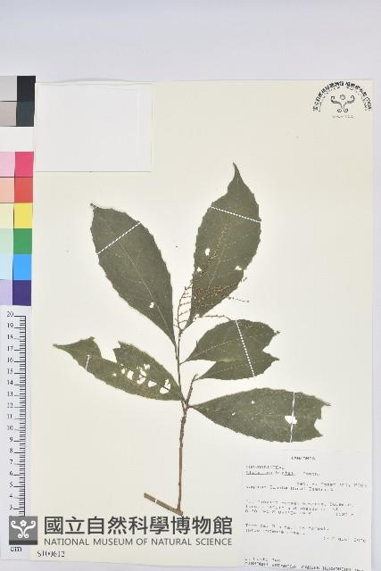 登錄號:S100612藏品圖，第1張