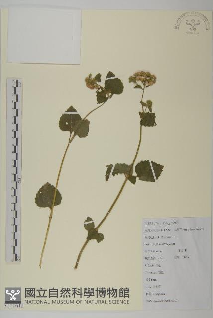 霍香薊藏品圖，第1張