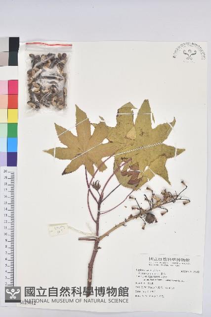 蓖麻藏品圖，第1張