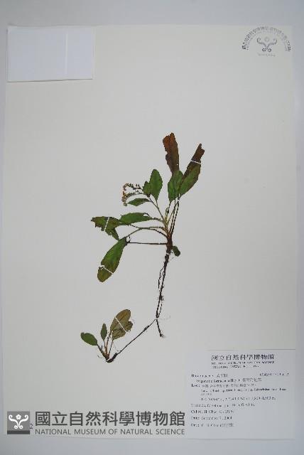 臺灣附地草藏品圖，第1張
