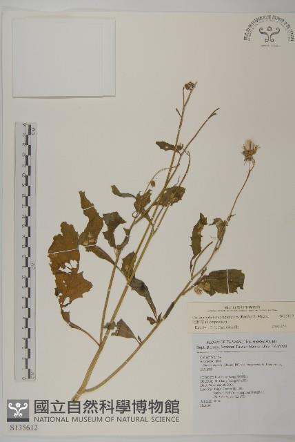 昭和草藏品圖，第1張