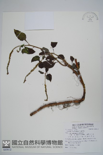 狗尾草藏品圖，第1張