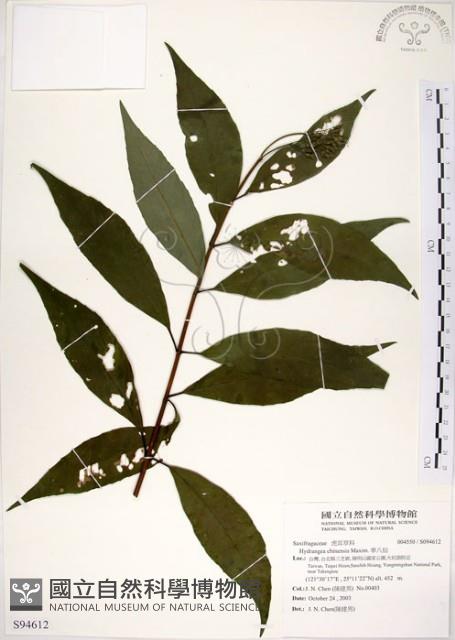 華八仙藏品圖，第1張