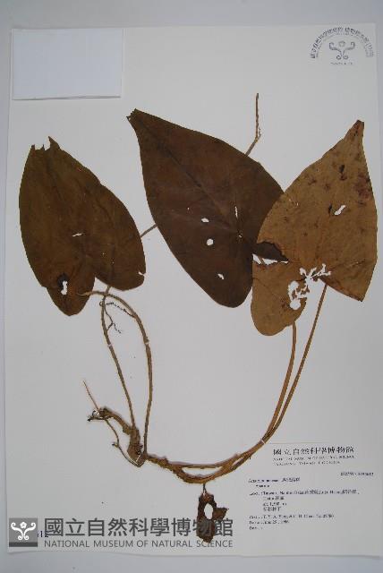 登錄號:S034612藏品圖，第1張