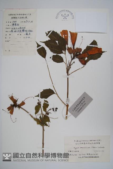 紫葳, 凌霄花藏品圖，第1張