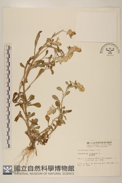 鼠麴舅藏品圖，第1張