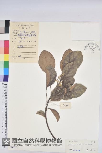 黃桐藏品圖，第1張