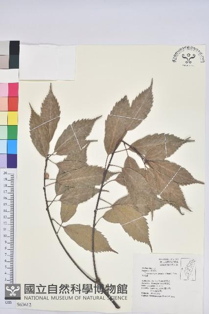 青剛櫟、鐵椆藏品圖，第1張