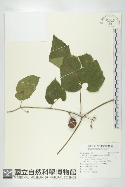 芋葉括樓藏品圖，第1張