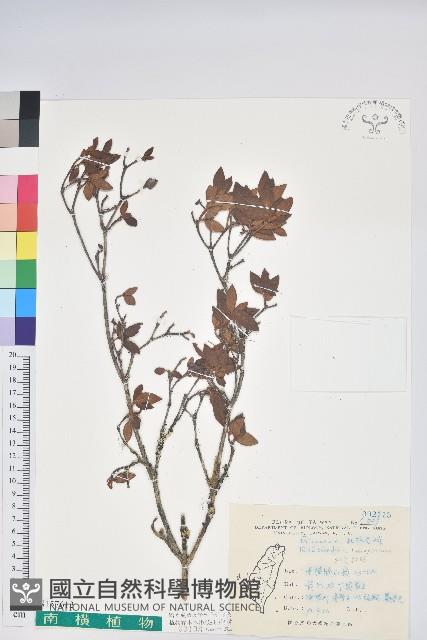 紅毛杜鵑藏品圖，第1張