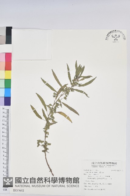 鐵莧菜藏品圖，第1張