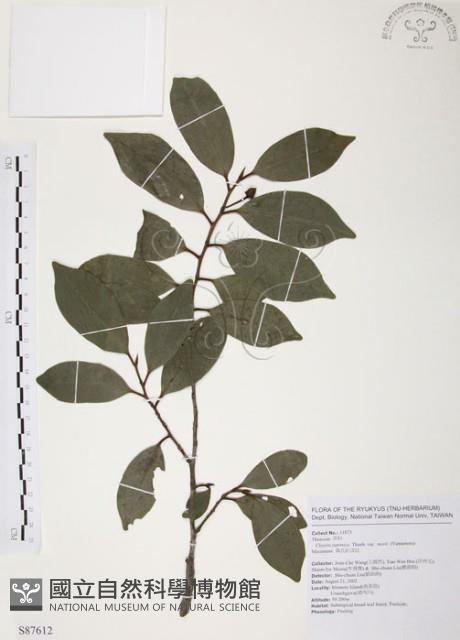 森氏紅淡比藏品圖，第1張