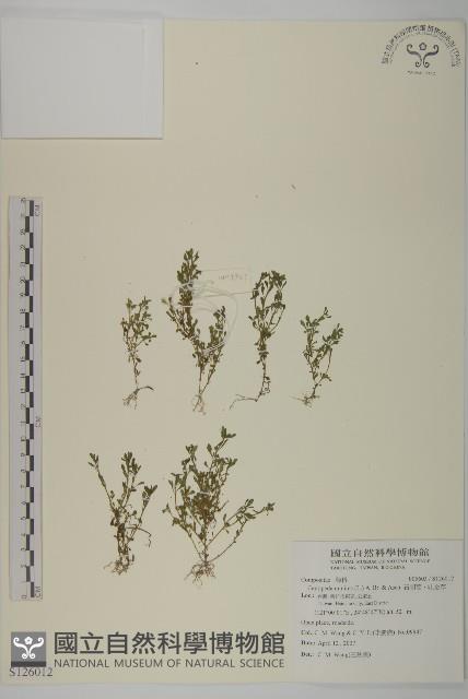 石胡荽、吐金草藏品圖，第1張