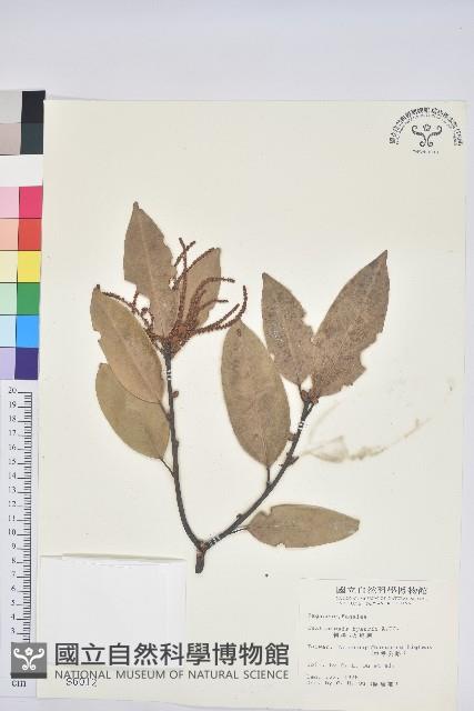 刺栲、鉤栗、火燒柯藏品圖，第1張