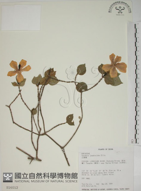 山黃梔藏品圖，第1張