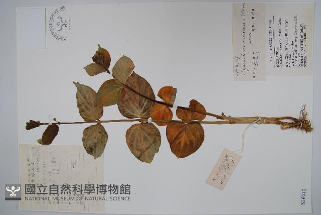 老君須藏品圖，第1張