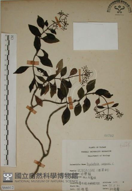 拎壁龍藏品圖，第1張