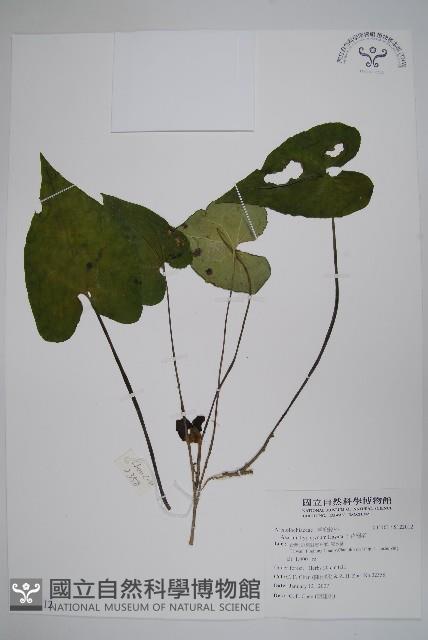 下花細辛藏品圖，第1張