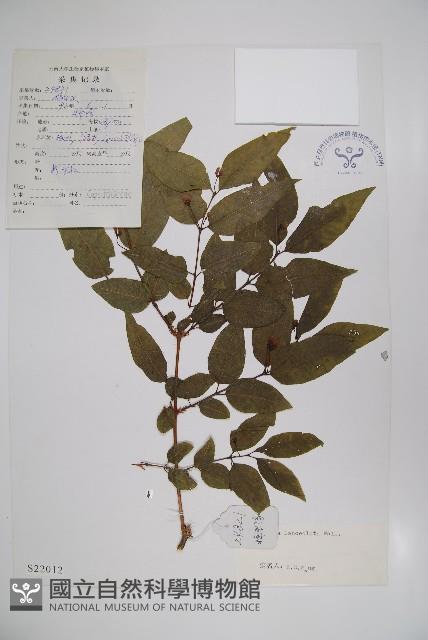 柳葉忍冬藏品圖，第1張