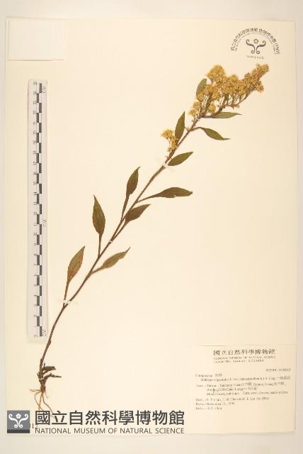 一枝黃花藏品圖，第1張