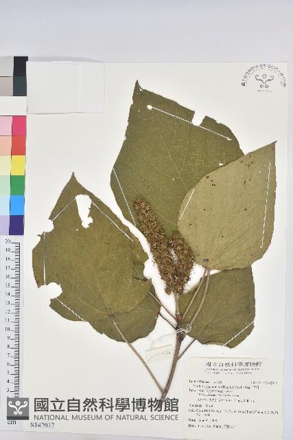 野桐藏品圖，第1張