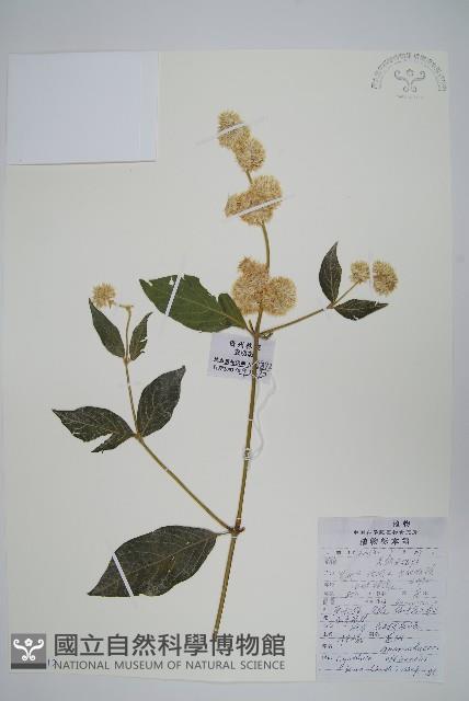 川牛膝藏品圖，第1張