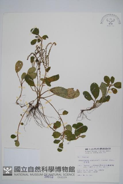 哈哼花藏品圖，第1張