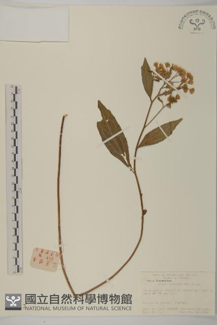 山白蘭藏品圖，第1張