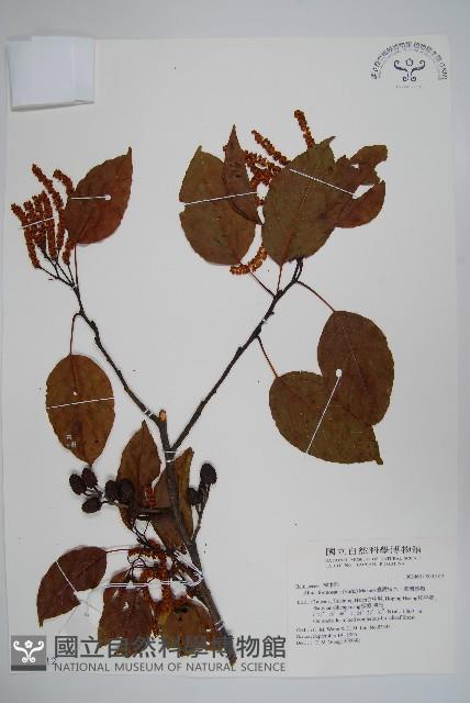 臺灣赤楊、臺灣榿木藏品圖，第1張